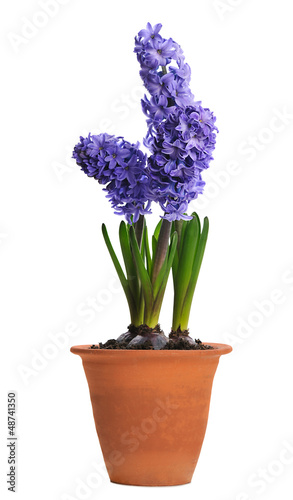 Photo: blue hyacinth in ceramic pot blue hyacinth in ceramic pot