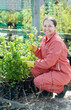 Maure woman chooses currants sprouts