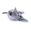 Junge, graue Katze (British Kurzhaar)