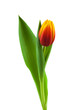 Illustration: Tulpe Tulpe