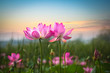 Foto: lotus flower in sunset lotus flower in sunset