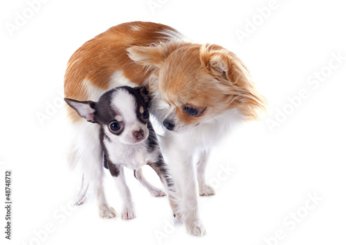 Photo: puppy and adult chihuahua puppy and adult chihuahua