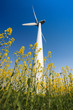 wind turbines in rapeseed field