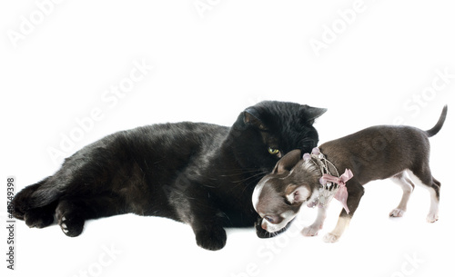 Photo: puppy chihuahua and cat puppy chihuahua and cat