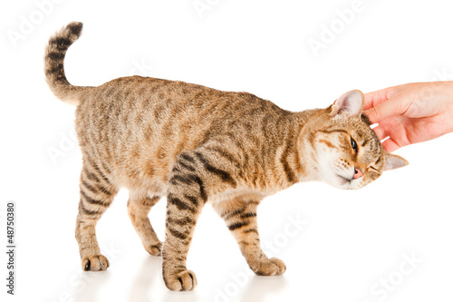 Photo: Hand of persons stroking a tabby cat Hand of persons stroking a tabby cat