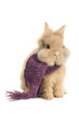 Little bunny with a purple scarf