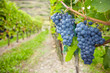 Weinreben für Rotwein in Deutschland