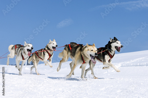 Photo: sportive dogs in the snow sportive dogs in the snow