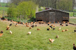 France, poultry farming in Brueil en Vexin