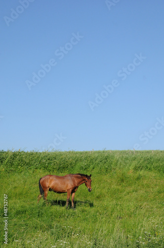 Photo: France, a horse in a meadow in Longuesse France, a horse in a meadow in Longuesse