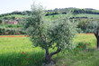 Rural Italian landscape with olive trees