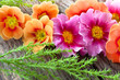 Frühling