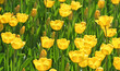 Yellow Tulips