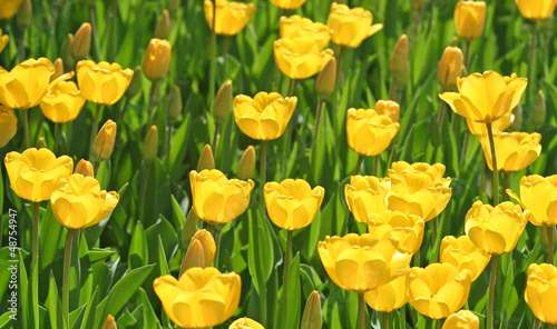 Photo: Yellow Tulips Yellow Tulips