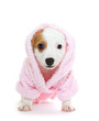 Jack Russell Terrier puppy