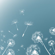 Vector: dandelions dandelions
