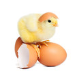 Chick