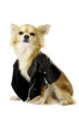 Chihuahua Wearing a Black Leather Jacket