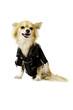 Chihuahua Wearing a Black Leather Jacket