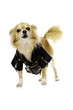 Chihuahua Wearing a Black Leather Jacket