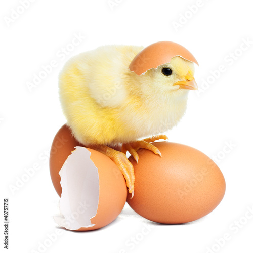 Photo: Chick Chick