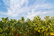 Crown flower plant and blue sky