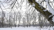 Snowy Park Trees - Camera move