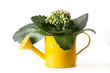 flowers in watering can isolated