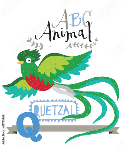 Vector: ABC animals: Q is for quetzal. Vector Graphics ABC animals: Q is for quetzal. Vector Graphics