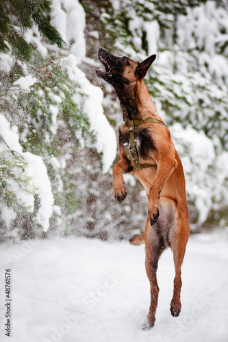 Photo: belgian shepherd malinois dog jumping up catching snow belgian shepherd malinois dog jumping up catching snow