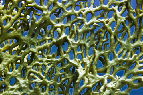 Photo: Red Sea dangerous fire coral Red Sea dangerous fire coral