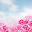 Flowers background, summer blossom concept