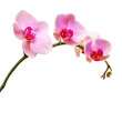 Pink orchid flower isolated on white,  floral background