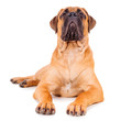 bullmastiff puppy lying