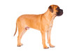 bullmastiff puppy stands