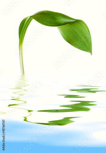 Photo: leaf with reflection leaf with reflection