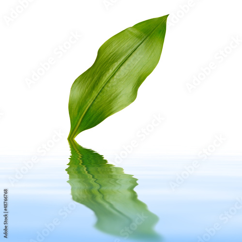 Photo: leaf with reflection leaf with reflection