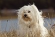 Braver Hund
