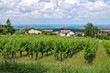 Foto: Vineyard. Vineyard.