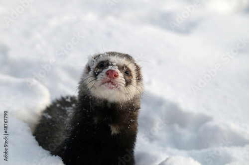 Photo: Mustela putorius furo Mustela putorius furo