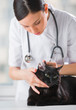 Veterinarian examining ear of a cat while doing checkup at clini