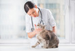 Veterinarian examining teeth of a cat while doing checkup at cli