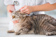 Veterinarian looking ear of a cat while doing checkup at clinic