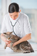 Veterinarian listening a cat while doing checkup at clinic