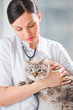 Veterinarian holding a cat at clinic