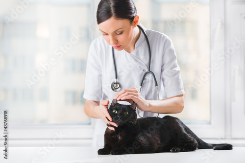 Photo: Veterinarian examining ear of a cat while doing checkup at clini Veterinarian examining ear of a cat while doing checkup at clini