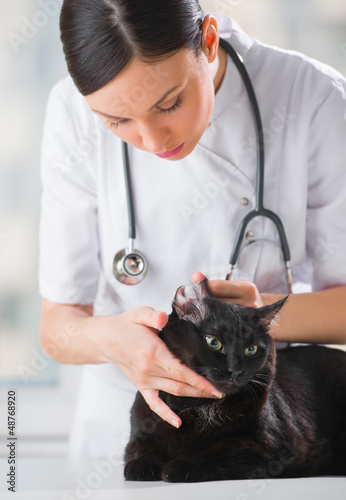 Photo: Veterinarian examining ear of a cat while doing checkup at clini Veterinarian examining ear of a cat while doing checkup at clini