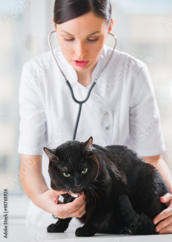 Photo: Veterinarian listening a cat while doing checkup at clinic Veterinarian listening a cat while doing checkup at clinic