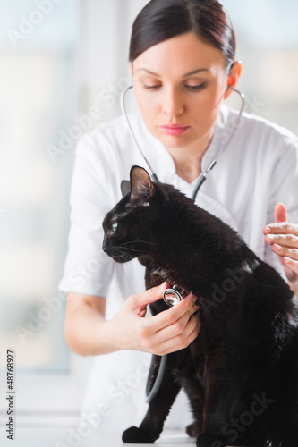 Photo: Veterinarian listening a cat while doing checkup at clinic Veterinarian listening a cat while doing checkup at clinic