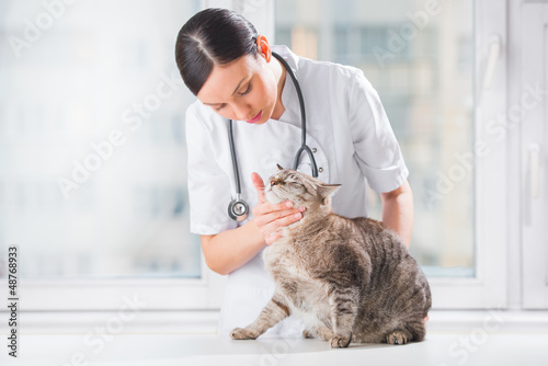 Photo: Veterinarian examining teeth of a cat while doing checkup at cli Veterinarian examining teeth of a cat while doing checkup at cli